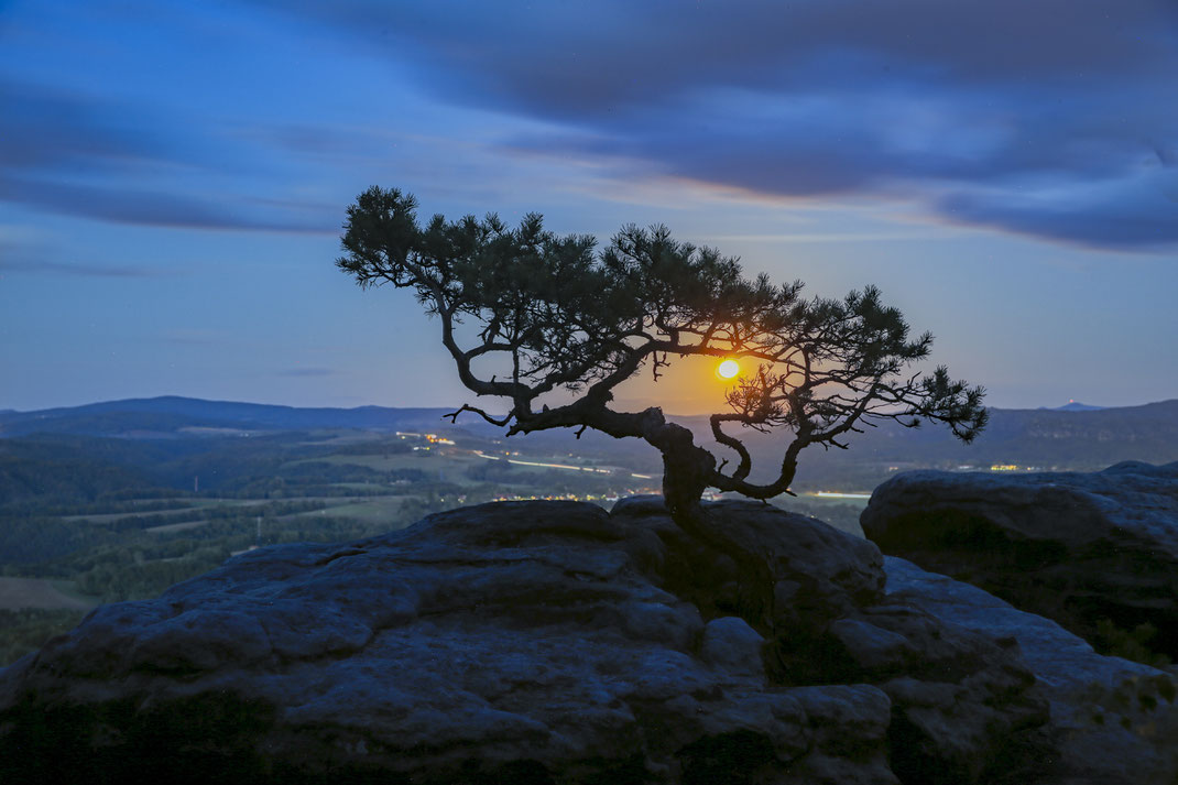 Kiefer Lilienstein Ostseite ein HDR mit Aurora 2019 aus sieben Einzel Bildern. Der Mond war gerade mal aufgegangen hinter dieser wunderschönen und alten kleinen Kiefer.