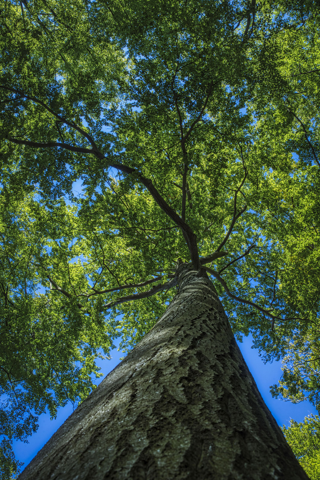 Ich habe mal eine ähnliches Bild gesehen, seit dem lässt mich diese Blickrichtung einen Baum zu fotografieren nicht mehr los.