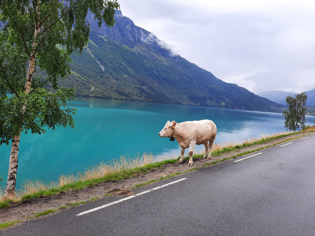 Habituellement ce sont plutôt les moutons qui traînent au bord des routes norvégiennes