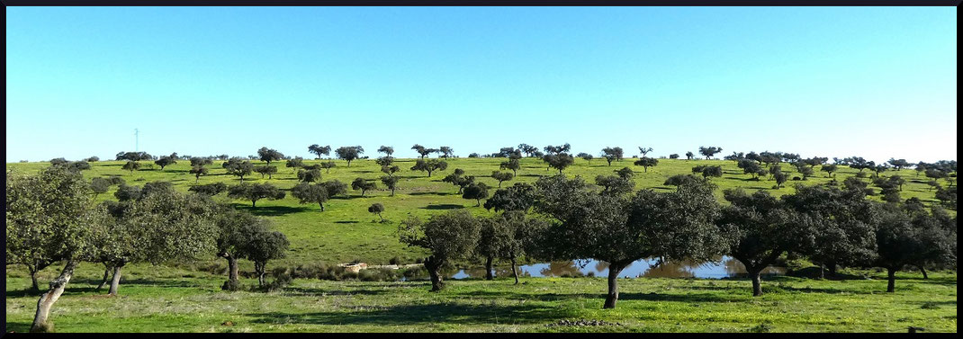 Pâturages arborées appelées "dehesas" paysages typiques d'Estrémadure