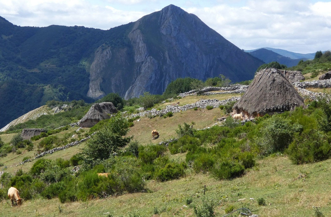 Voici les Brañas avec les belles vaches asturiennes qui profitent des lieux