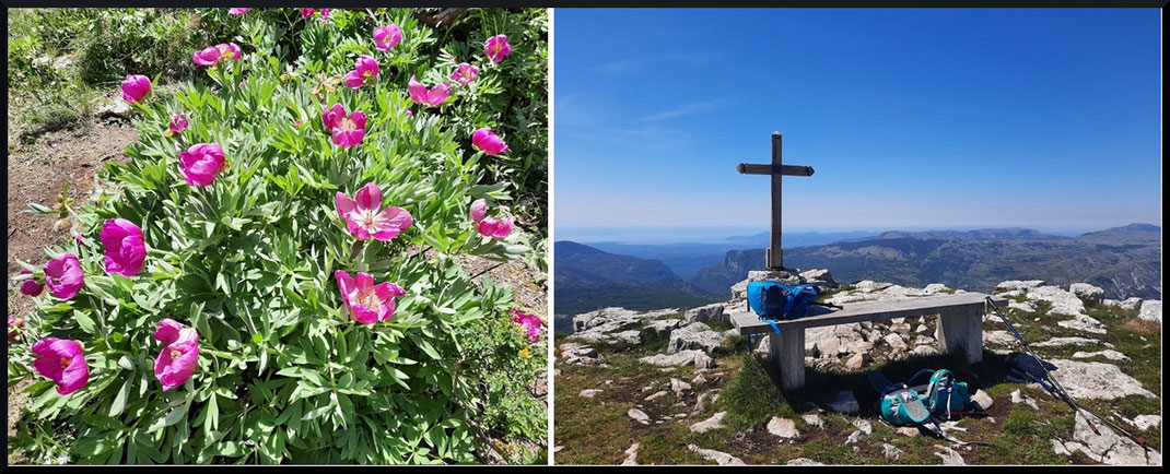 Fin mai, c'est le moment de voir les pivoines en fleur à Gréolières-les-Neige