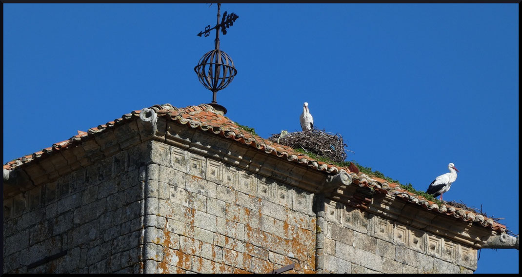 Les cigognes sont partout à Trujillo