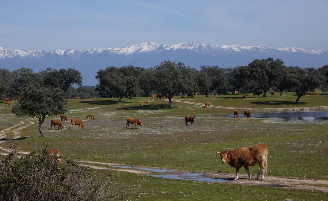 Les montagnes de la Sierra de Gredos au fond