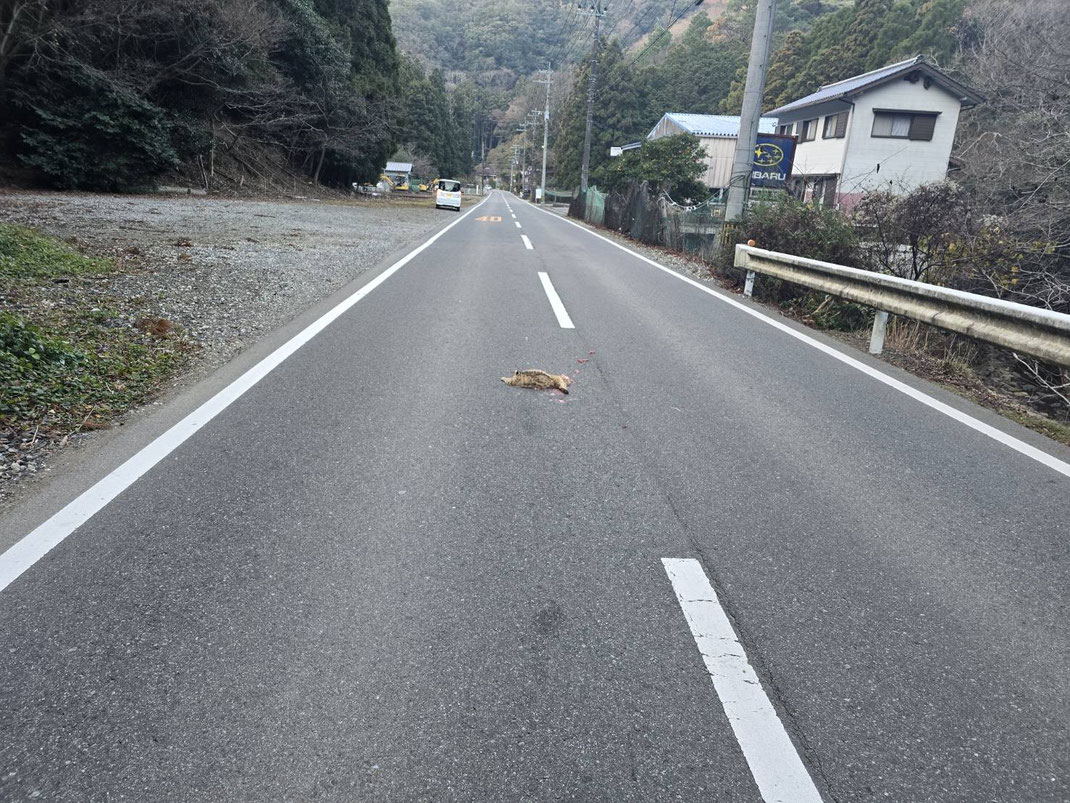 27日の発見時の現場の様子。全身の損傷が激しく、死亡後にも後続車に轢かれてしまったものと思われます。