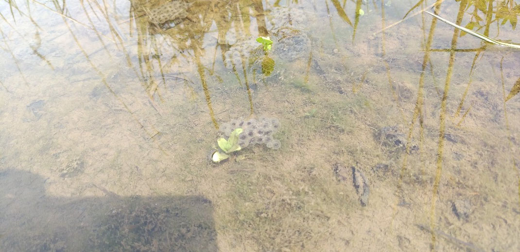 アマガエルの卵がたくさん!!