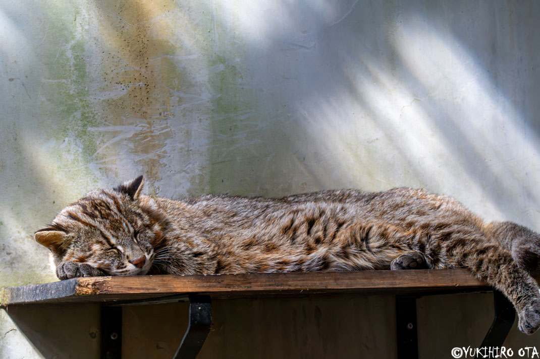キャットウォーク上で微睡む「かなた」