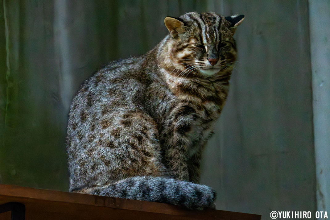 キャットウォーク上に佇む「かなた」