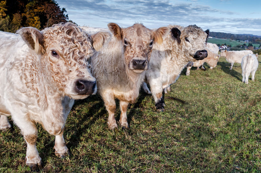 weisse-galloway-rinder-auf-der-weide