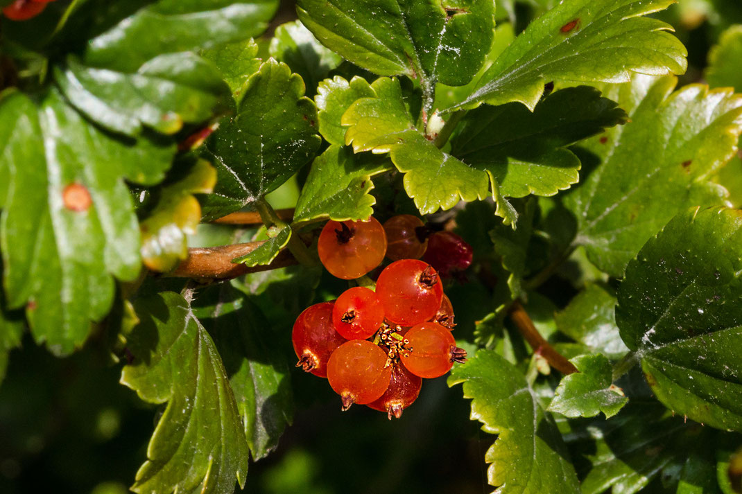 gewoehnlicher-schneeball-rote-beeren