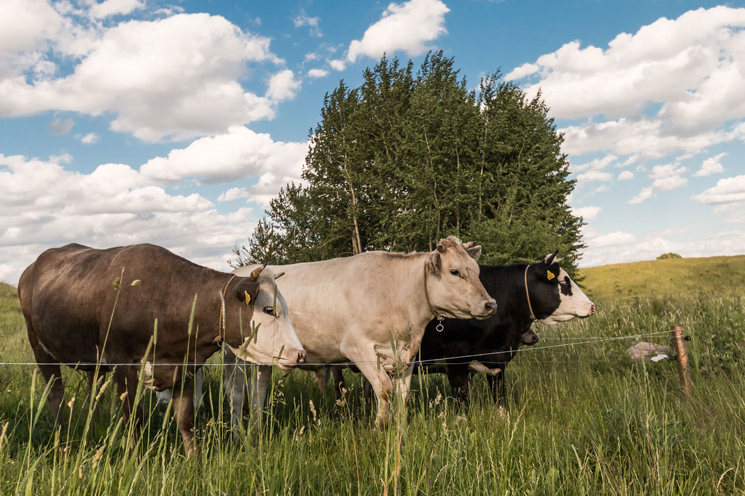 tiere-kuehe-auf-der-weide