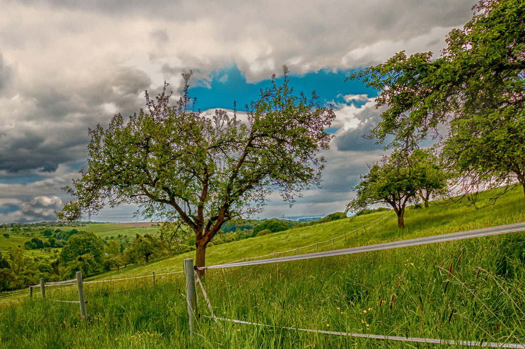 Landschaft im Frühling mit Bäumen und frisch grüner Wiese © Jutta M. Jenning- Landschaftsbilder downloaden bei www.mjpics.de 