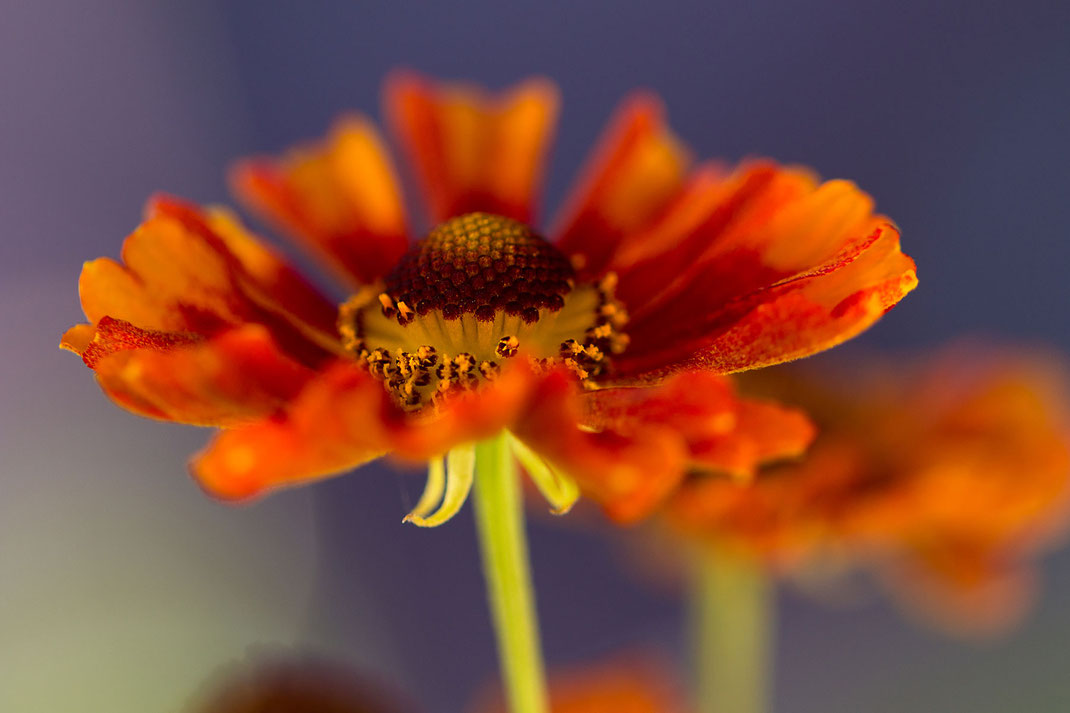 Sonnenbraut in leuchtend intensivem Orange