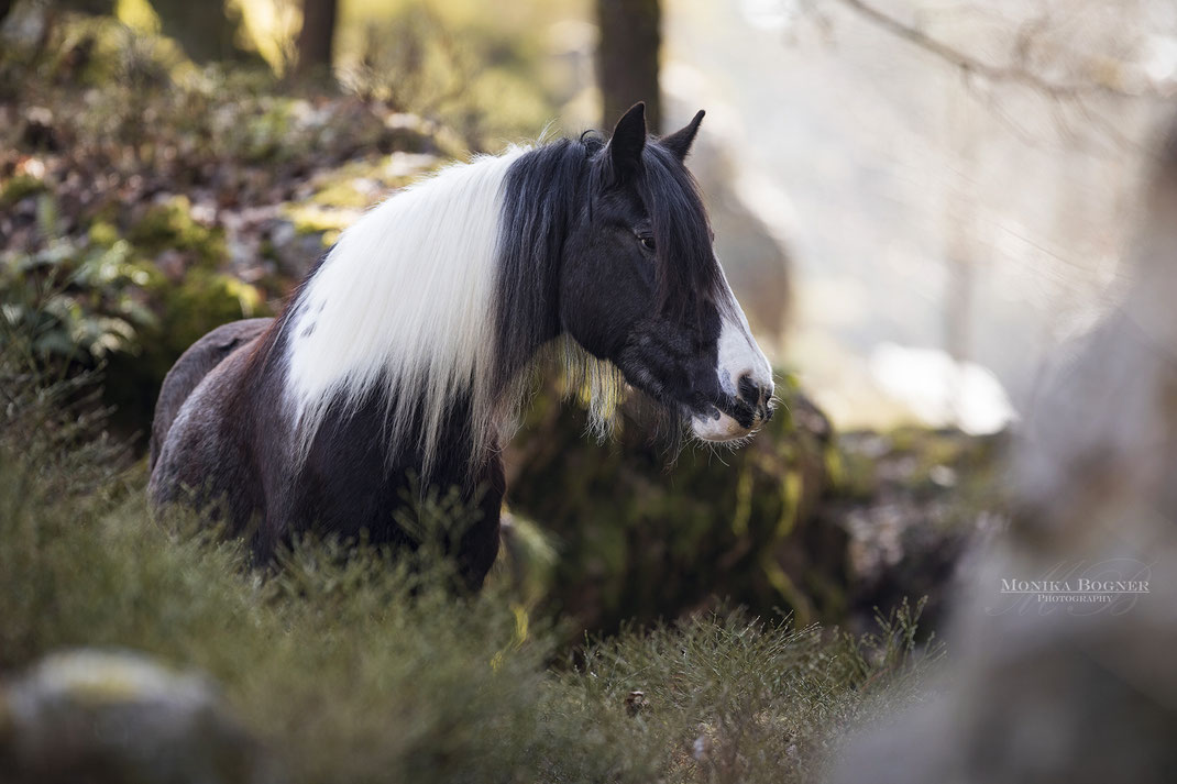 Haflinger