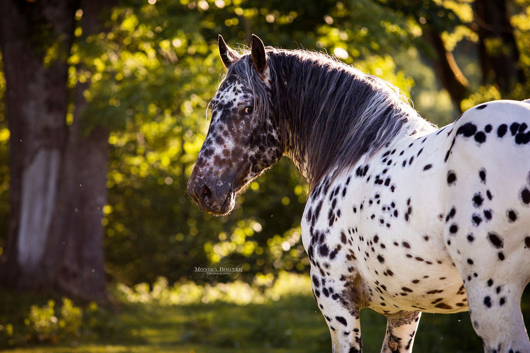 Haflinger