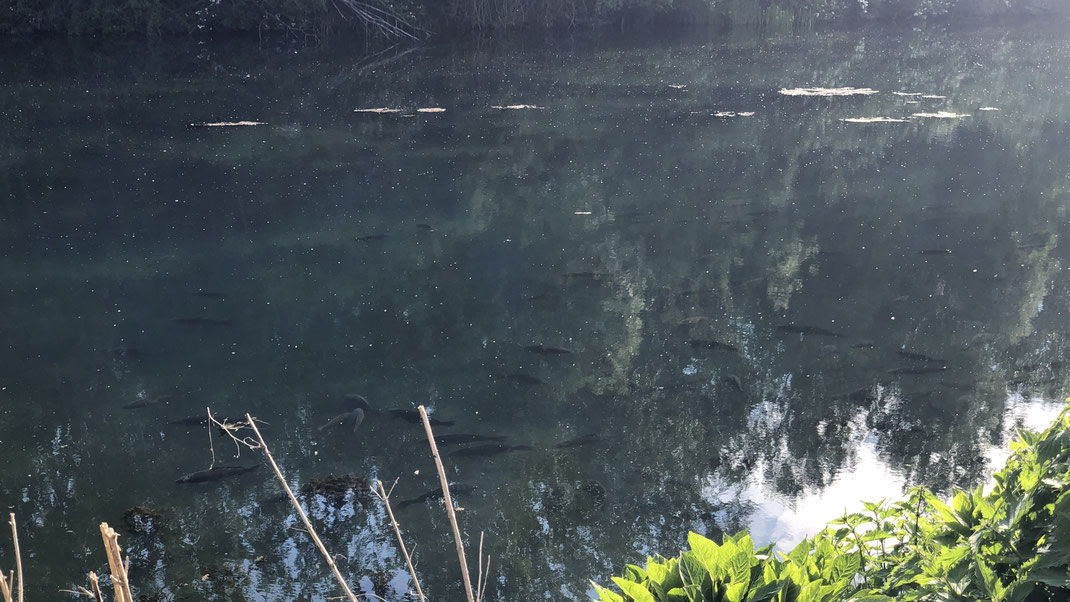 Karpfen & Barben beim Sonnen an der Wasseroberfläche der Försterlacke