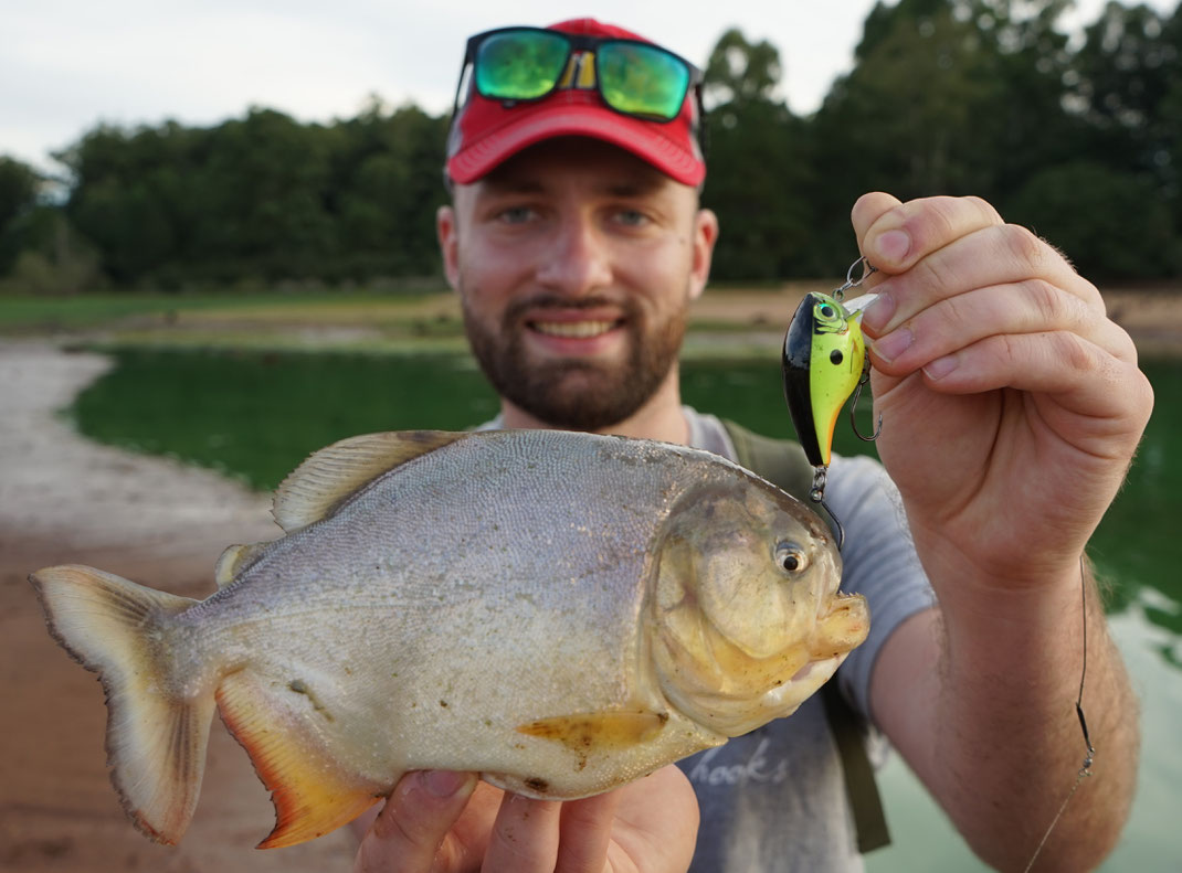 Johannes Höfner | Natterers Sägesalmler/Roter Piranha | Pygocentrus nattereri | 23cm | Stausee Salto Grande | Argentinien | 18. Februar 2020