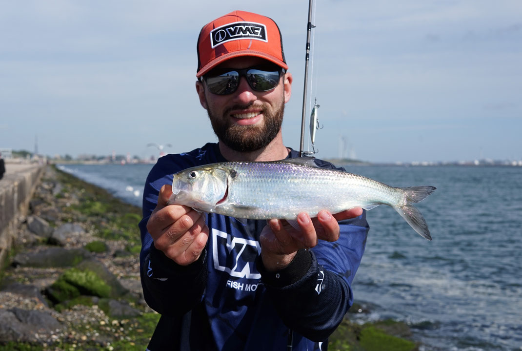 Johannes Höfner | Finte | Alosa fallax | 39cm | Rhein/Südwestliche Nordsee | Niederlande | 16:57 Uhr, 12. Juni 2022