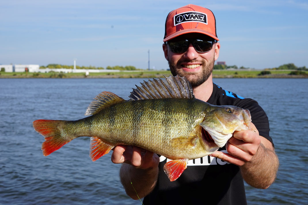 Johannes Höfner | Flussbarsch | Perca fluviatilis | 45cm | Rhein | Niederlande | 4. Oktober 2022