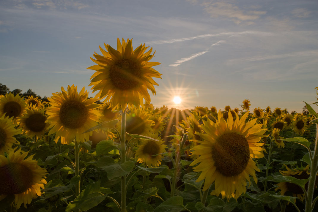 Sonnenblumen bei Arneburg