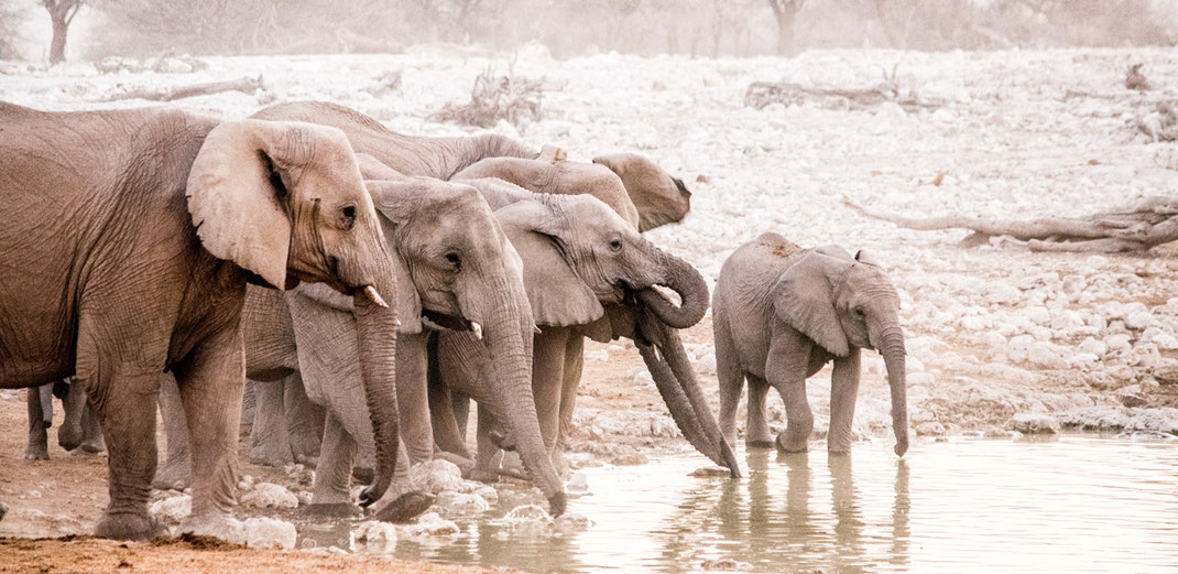 Elefanten am Okaukuejo Wasserloch // Etosha National Park // Namibia