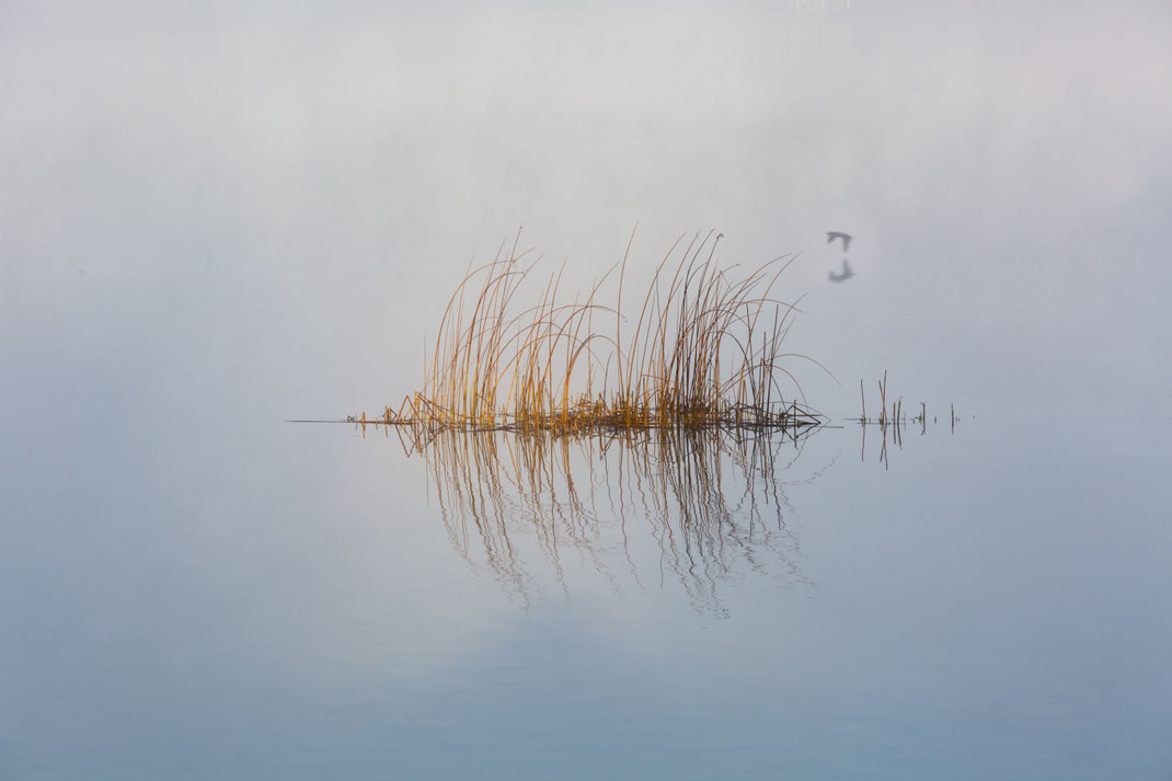 Spot 7 - Seegras Minimal | Canon 5D Mark III | EF 70-200/2.8L @200mm | 1/80s | f/10 | ISO 100