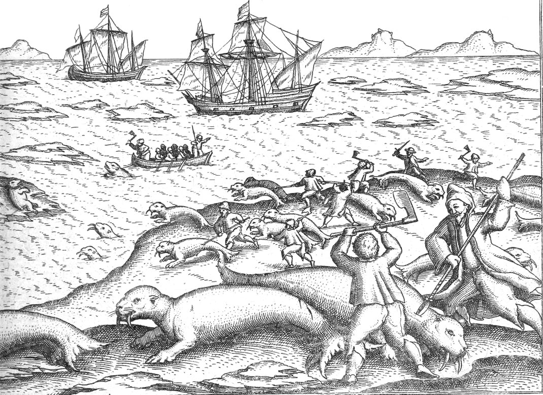 Die Jagd auf Robben und Walrosse im 16. und 17. Jahrhundert mit Beilen, Schwertern und Lanzen.