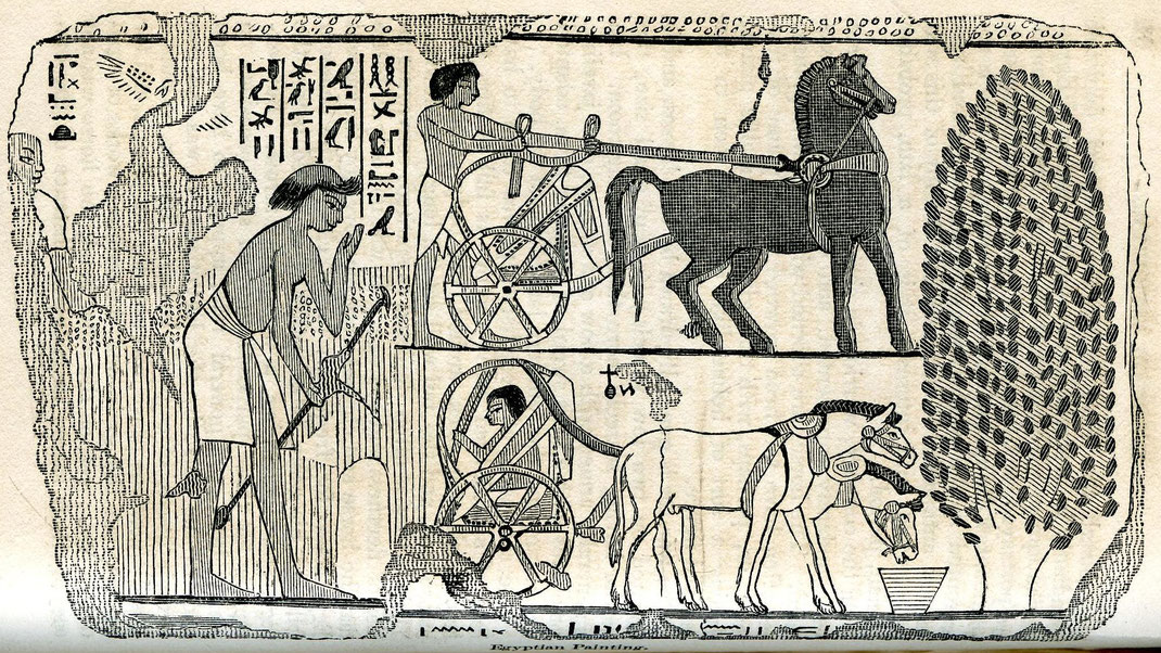 Abbildungen von Pferden im altwn Ägypten.