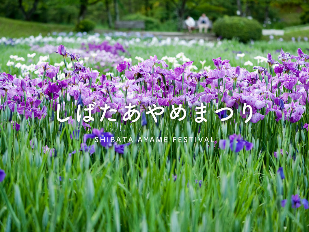 しばたあやめまつり｜新発田あやめ祭り【五十公野公園あやめ園】