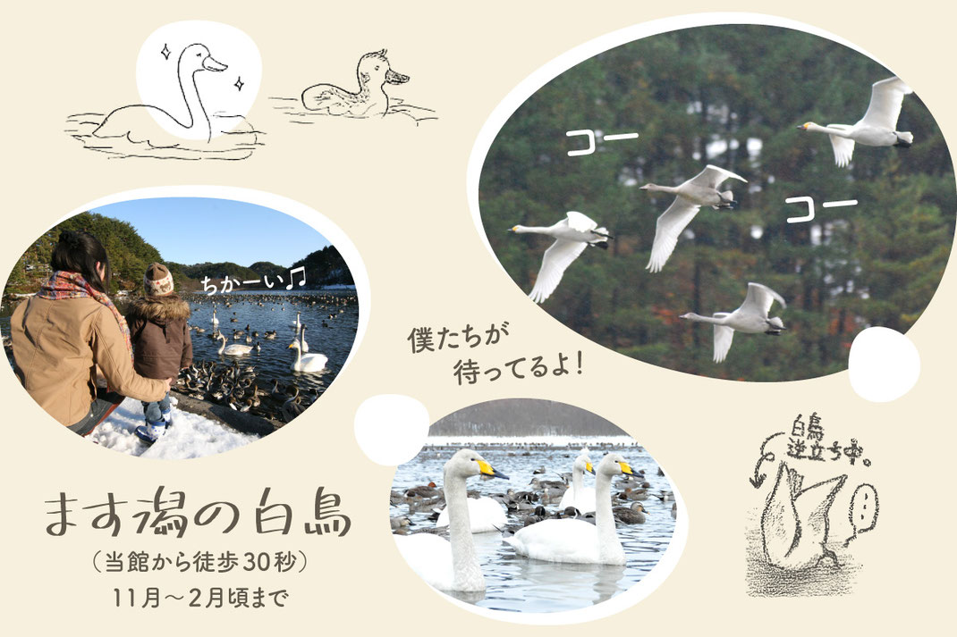 白鳥の宿「割烹旅館ますがた荘」に飛来する白鳥達のコラージュ。