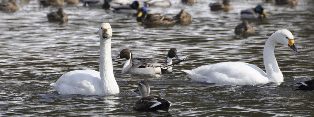 升潟に飛来した白鳥と水鳥の様子（新潟県新発田市）