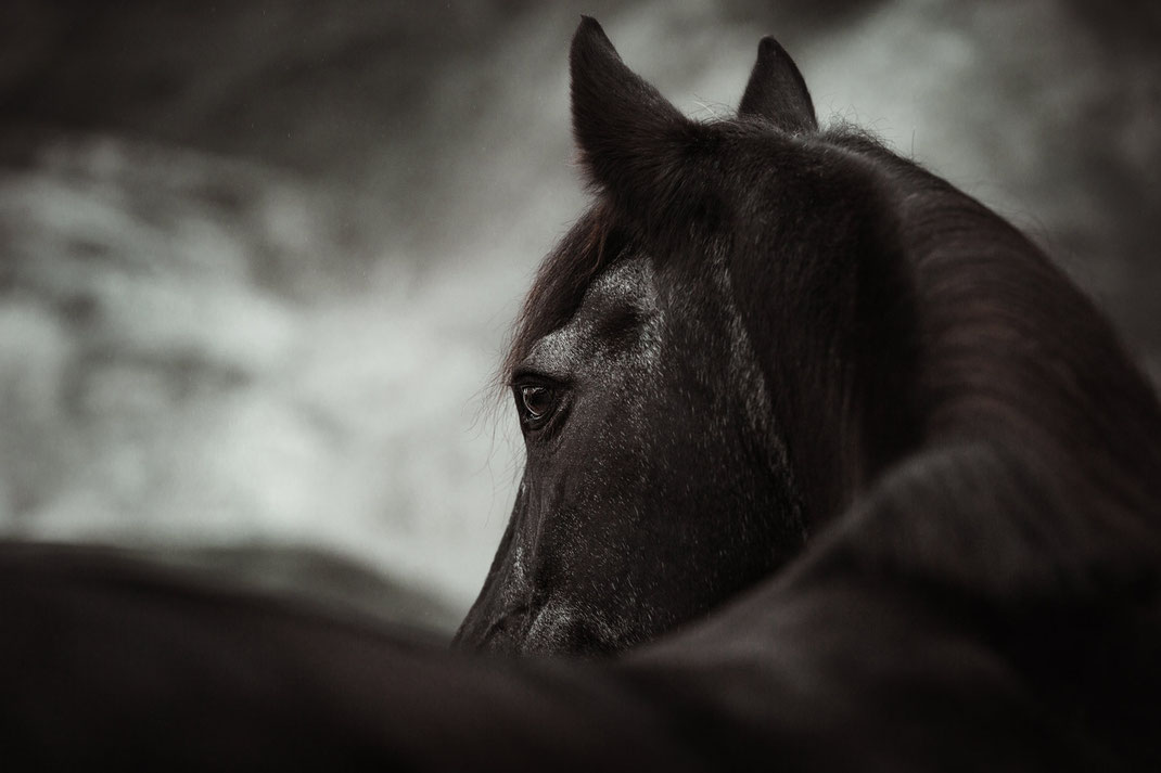 Ein schwarzes Pferd über den Rücken fotografiert.