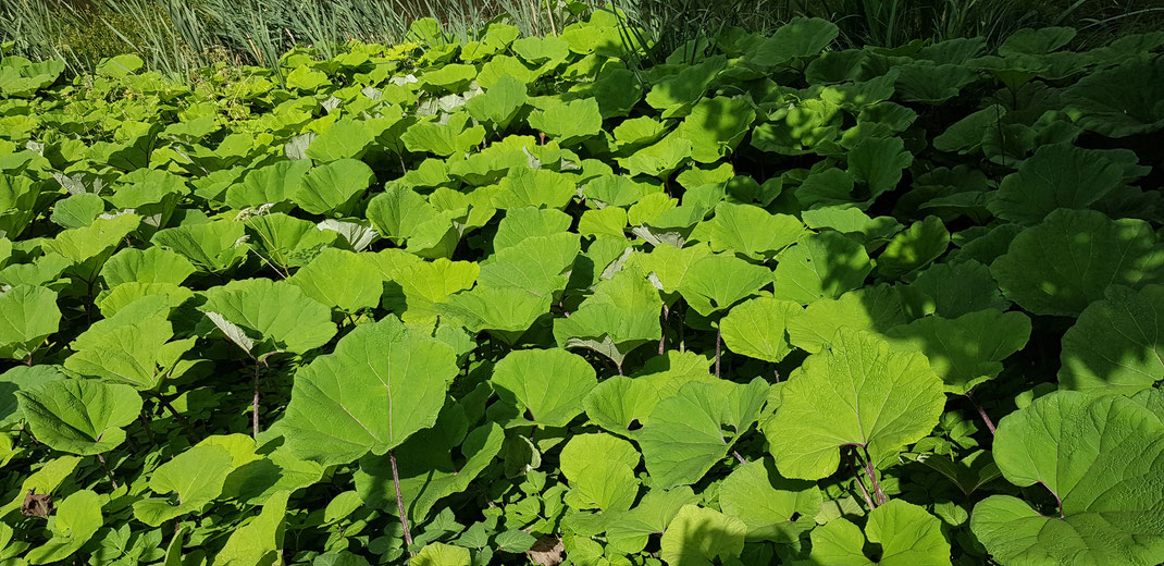 Ein Meer aus grossen grünen Blättern