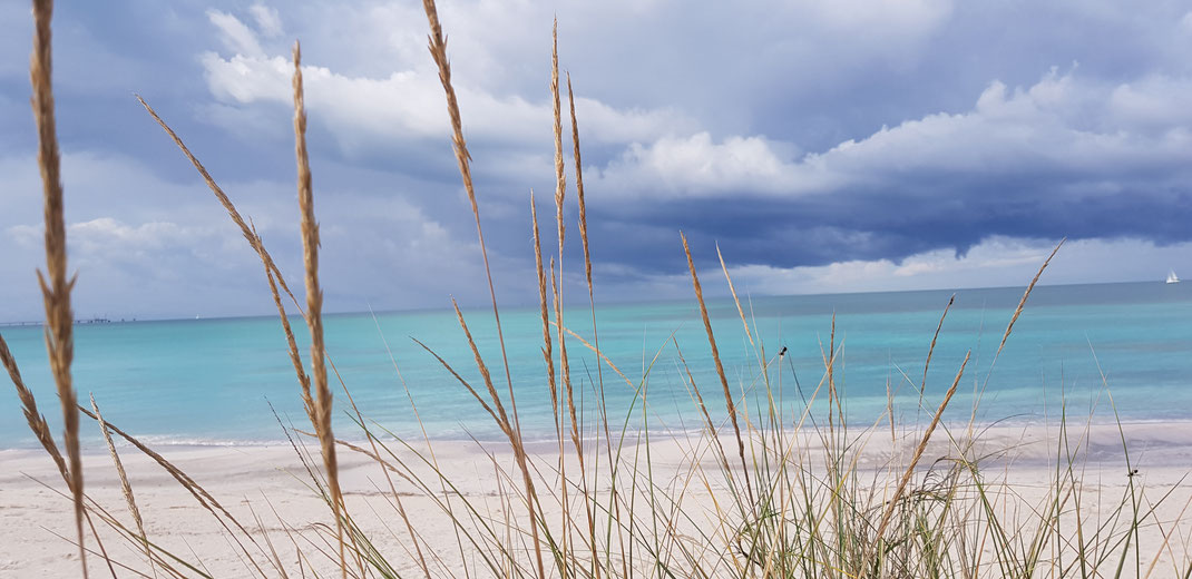 Bambus Graser im Fokus und im Hintergrund heller Strand mit Türkis Meer. Am Himmel mit blauen dicken Gewitterwolken
