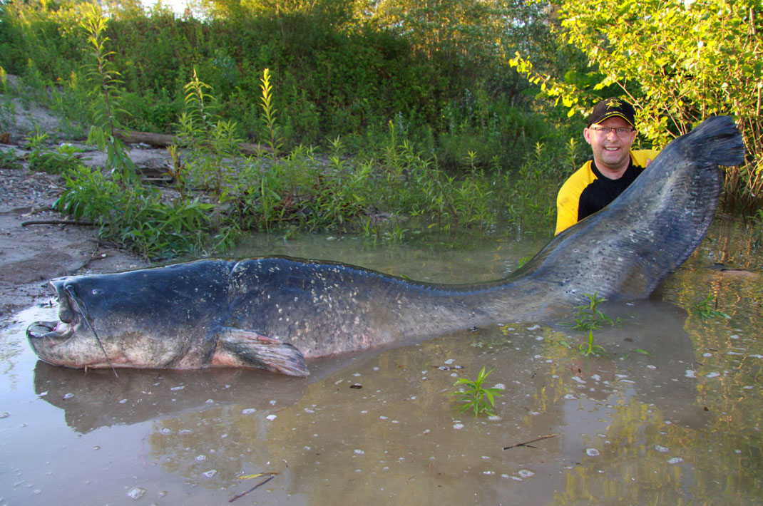 Peter Merkel, Black-Cat-Teamangler der ersten Stunde, hat einen riesigen Wels am Niederrhein gefangen. Der gigantische Fisch von über 2,53 m Länge wog 103 kg,