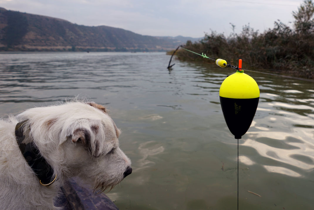 Einer der einfachsten aber effektivsten Methoden auf Wels zu fischen, ich benutze dafür kleine leichte Auslegerposen von Black Cat, diese ist sehr leicht und lässt sich somit perfekt beim Spannen der Montage aus dem Wasser heben. 