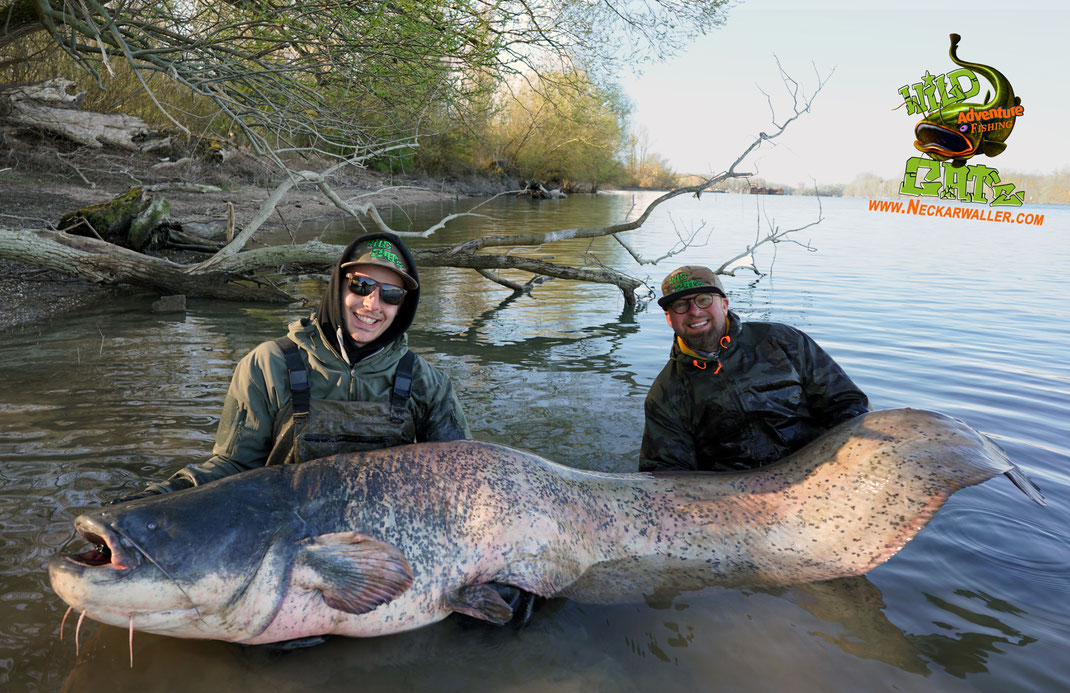 237cm Rheinpower bei noch kalten 7,5 Grad Wassertemperatur fängt man nicht durch Zufall. Wild Grüße Peter Merkel und Patrick Haas