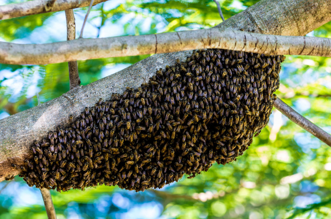 Bienenschwarm Im Garten Wir Kummern Uns Drum Isar Imker Freising