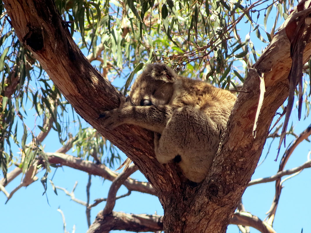 Die Koalas schlafen den ganzen Tag.