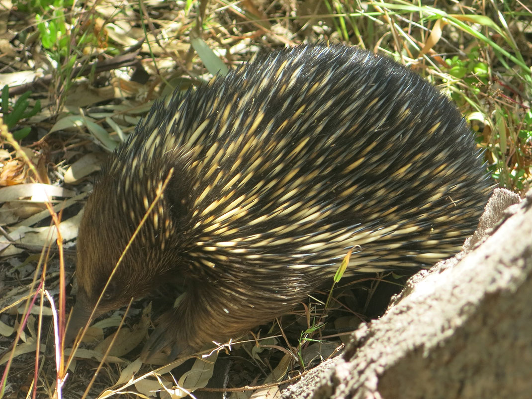 Australischher Kurzschnabeligel auf Raymond Island
