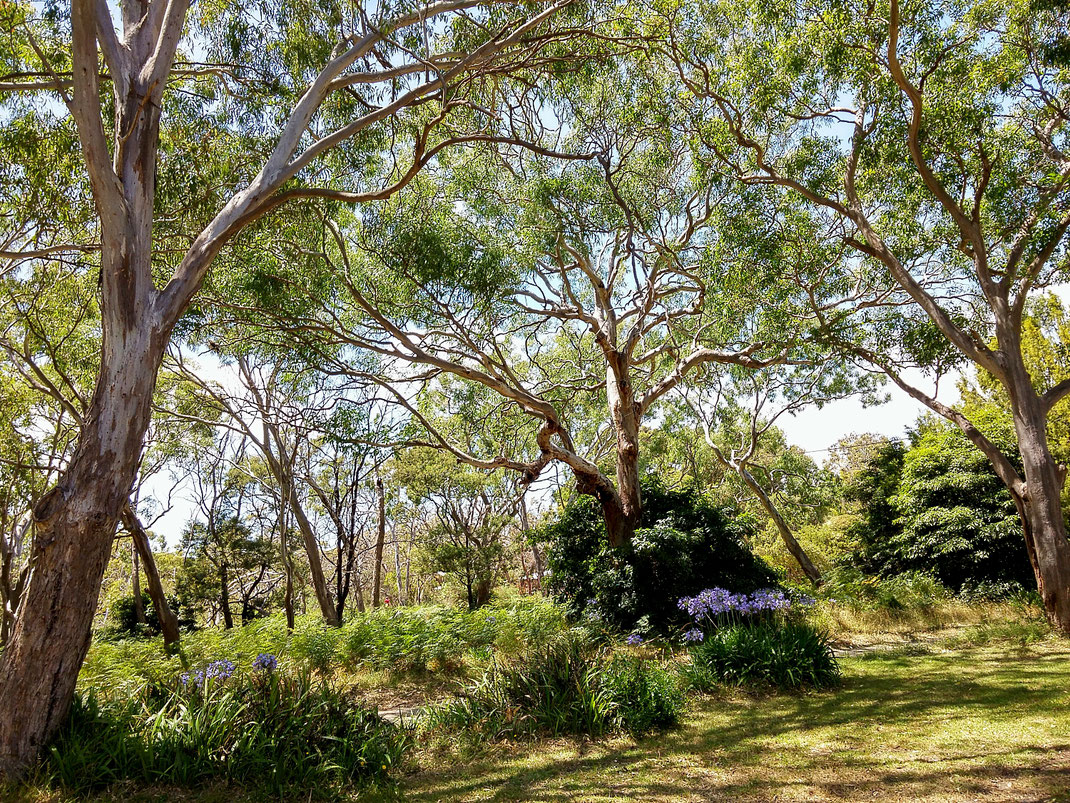 So sieht der Lebensraum der Koalas auf Raymond Island aus.