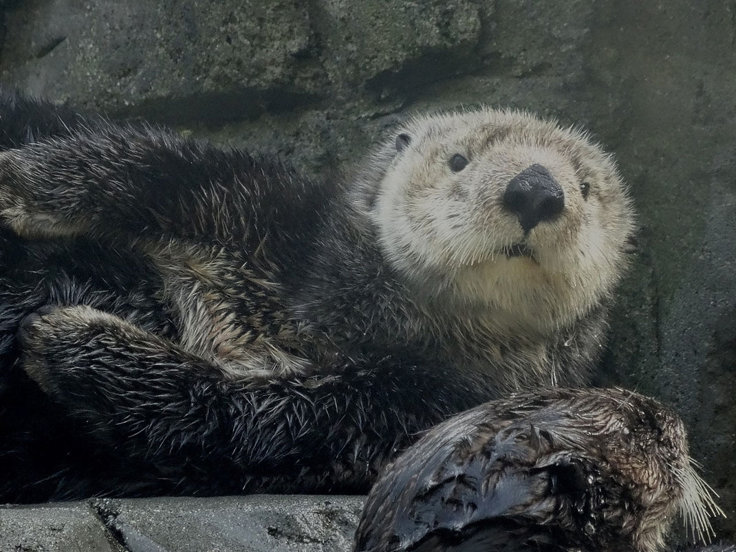 Der Seeotter, ist ein Raubtier aus der Familie der Otter. Er ist neben dem Küstenotter des Südpazifiks die einzige Otterart, die nur im Meer lebt.