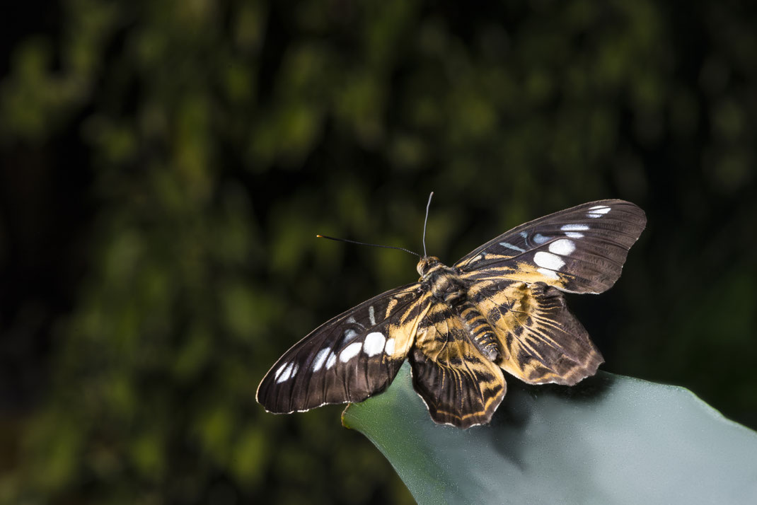 Ein farbenfroher Schmetterling ruht auf einem dichten grünen Blatt im dichten thailändischen Regenwald.
