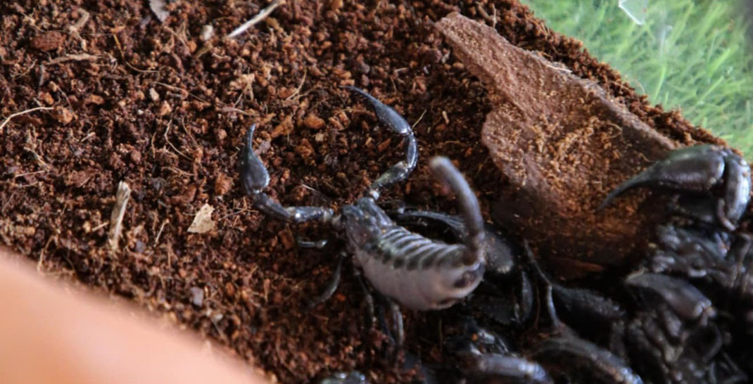 Der Blaue Thai Skorpion: Tagsüber schwarz, nachts ein Leuchten unter UV-Licht – faszinierend!