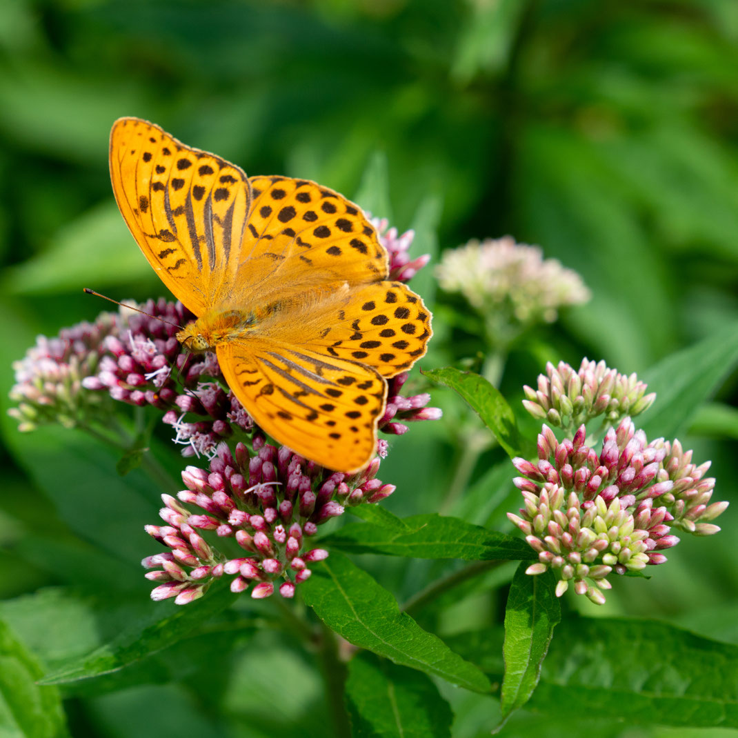 Ein leuchtend orangefarbener Schmetterling saugt Nektar auf einer exotischen Blüte in den Morgenstunden.
