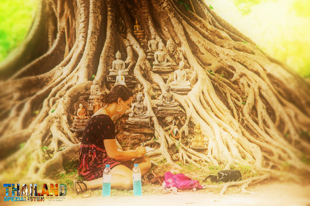 Großer Baum in Sukhothai