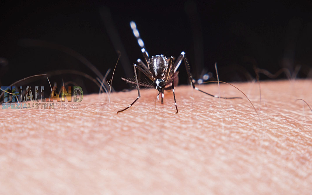 Stechmücke welche Blut saugt an einem Arm