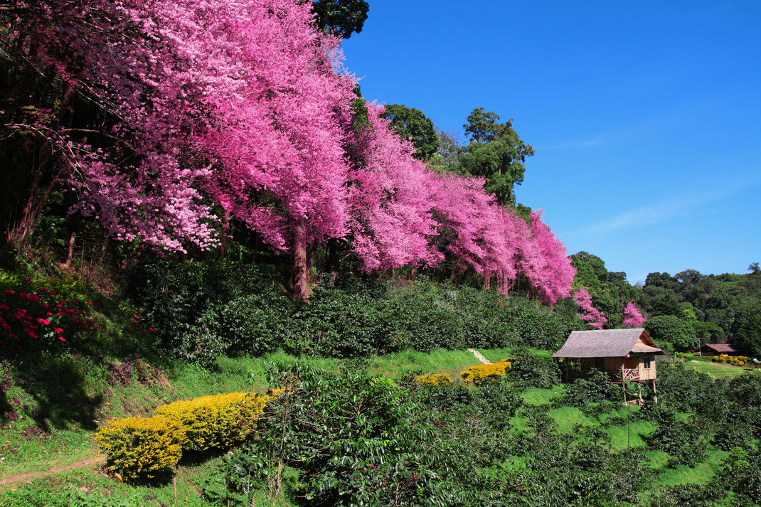 Sakura in Chiangmai