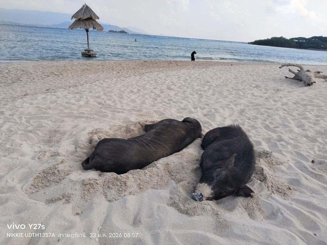 Zwei schwarze Schweine ruhen nebeneinander in einer Sandkuhle am Strand, im Hintergrund das Meer.