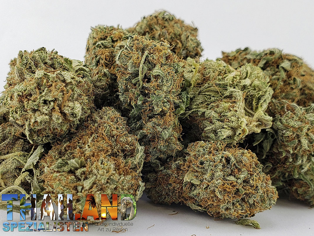 Grassorte: Northern Lights